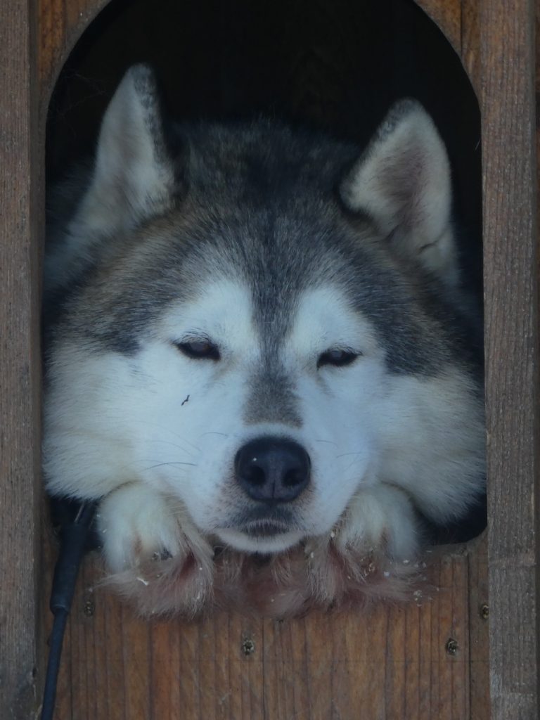 Husky in kennel