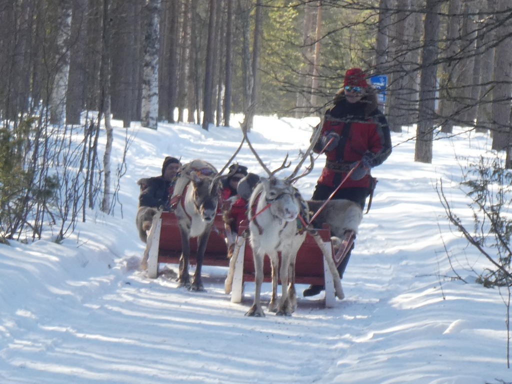 Reindeer Sledge Ride
