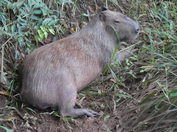 Capabara