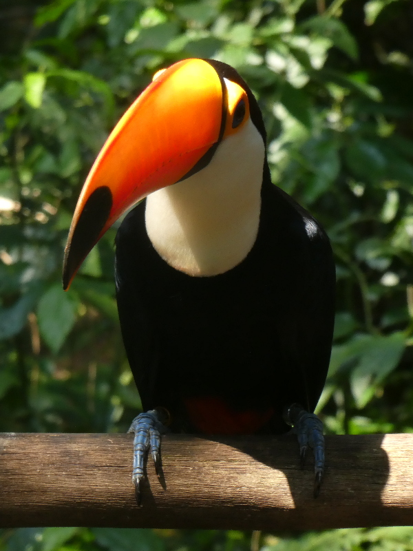 Toucan