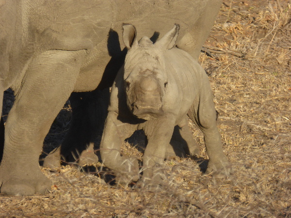 Baby Hippo