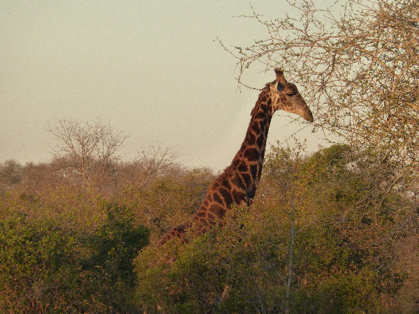 Giraffe