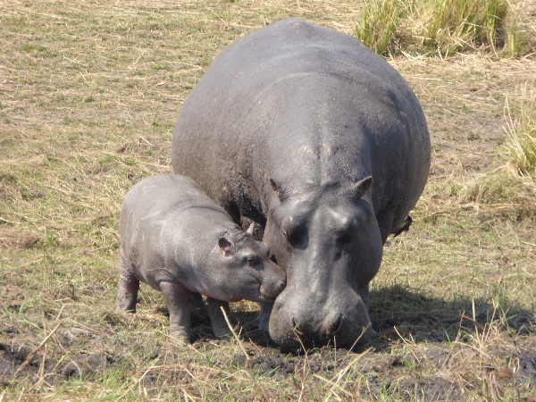 Hippo and baby hippo