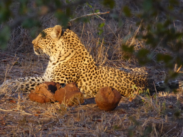 Leopord