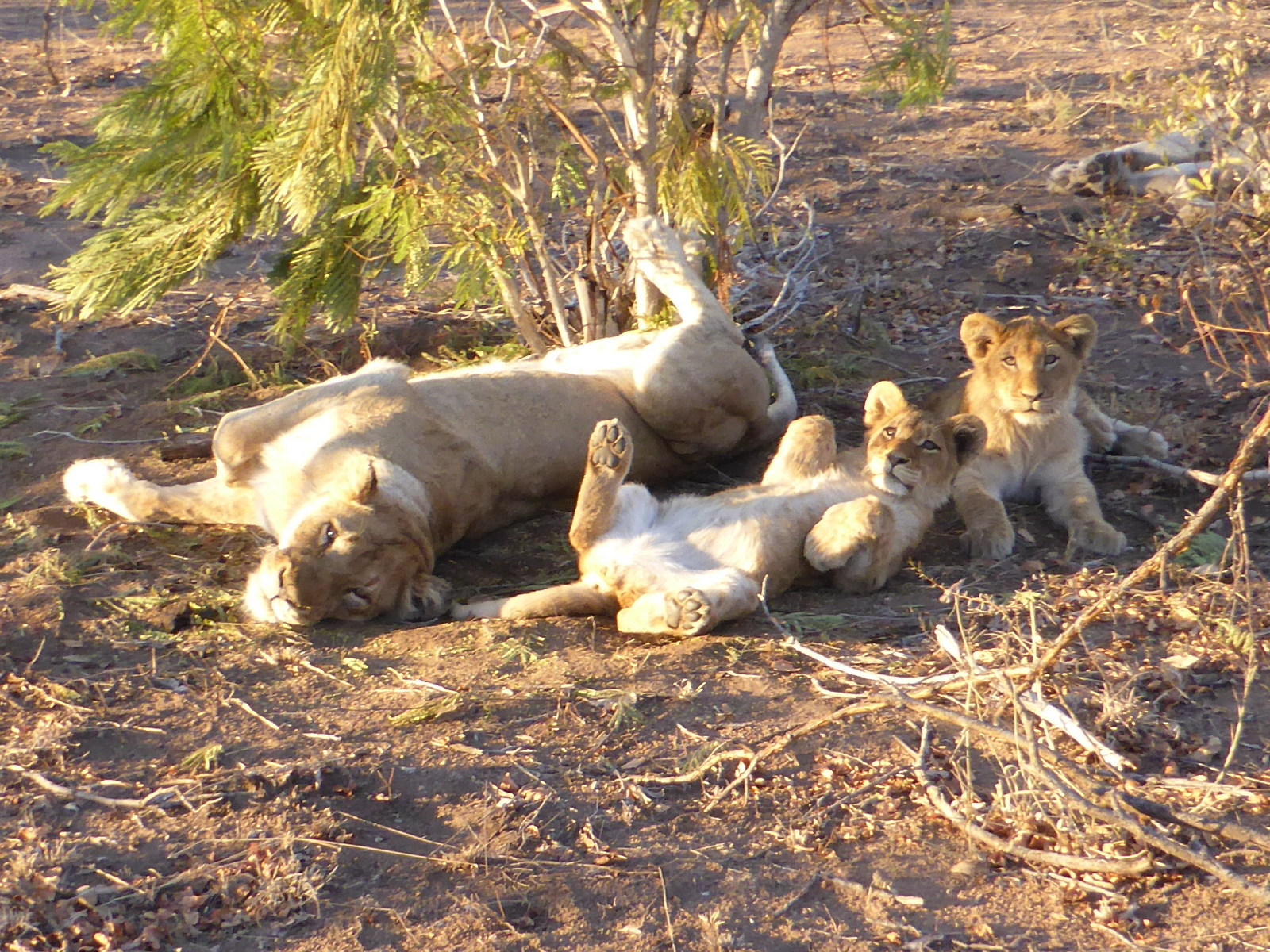 Your first safari