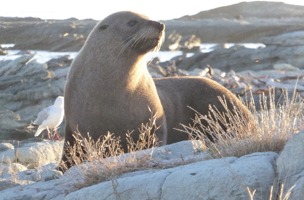 A Seal