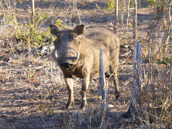 Warthog