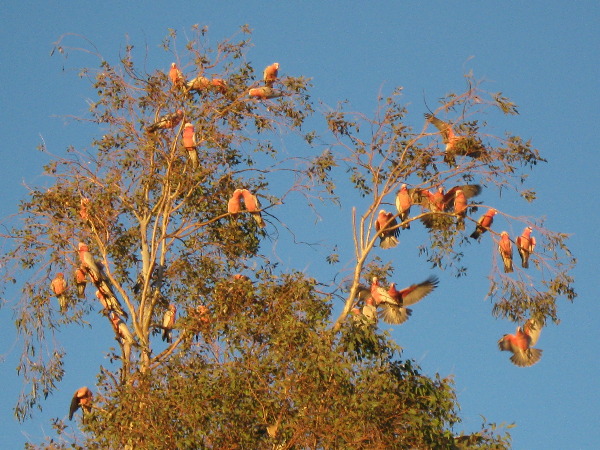 Lorikeets in tree