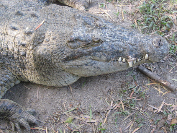 Crocodile