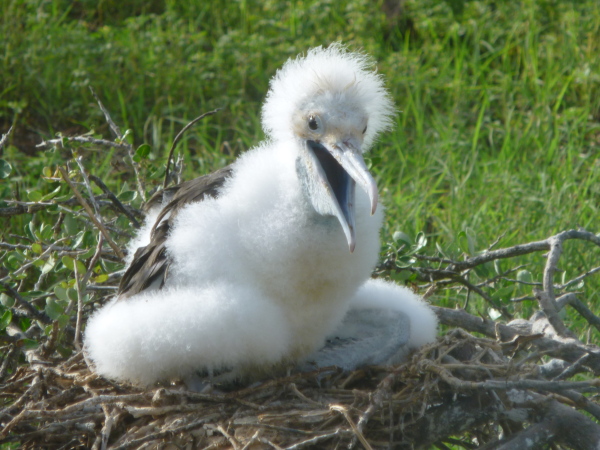 Baby Albatross