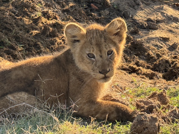 Baby Lion