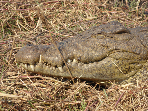 Crocodile
