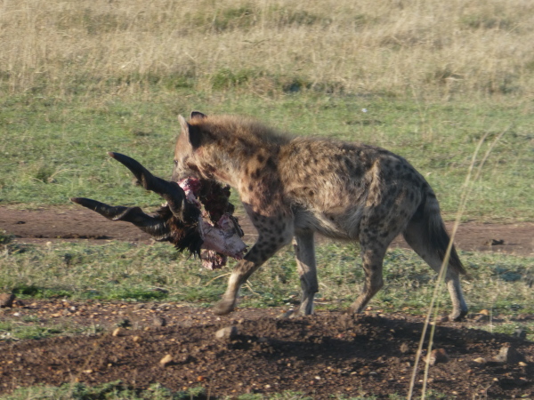 Hyena