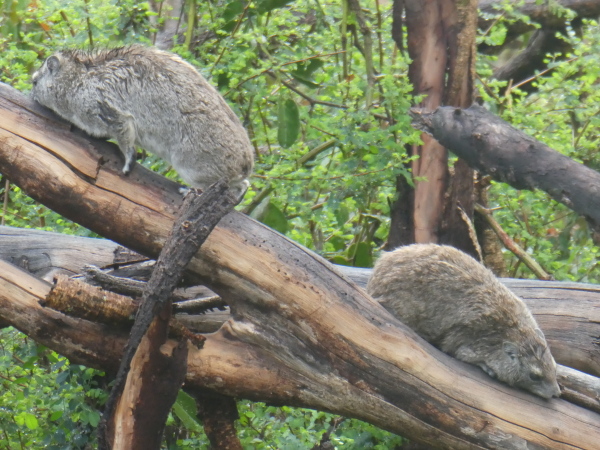 Hyrax