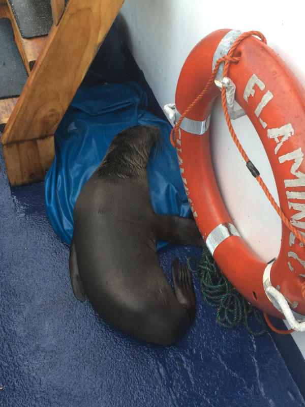 Sea Lion getting a list