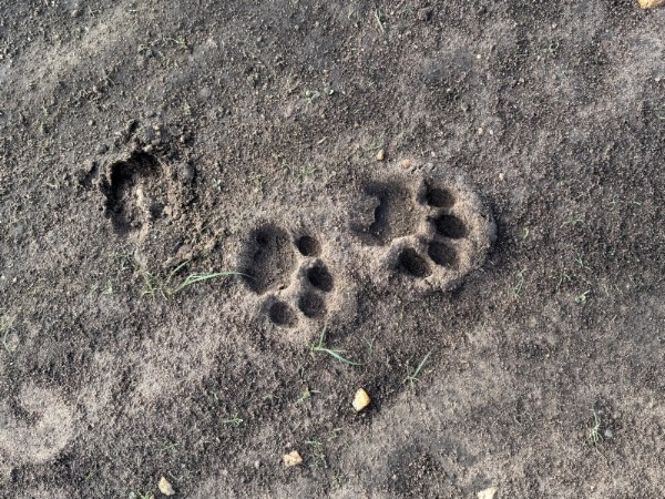 Lion Tracks