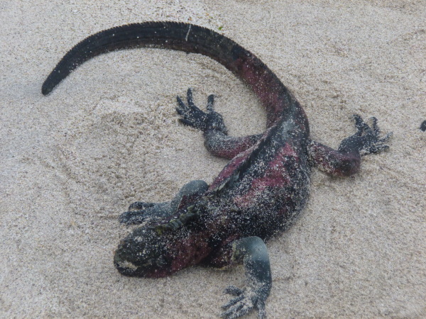 Marine Iguana