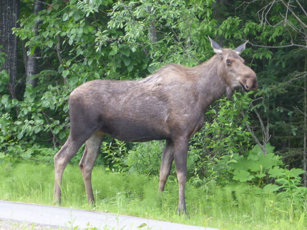 Moose