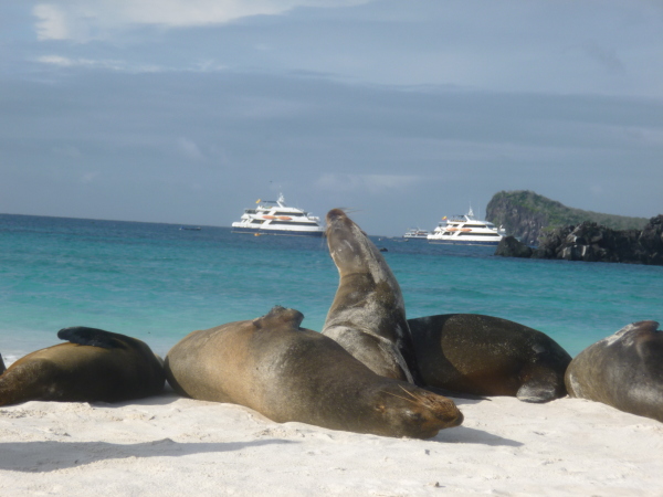 Sea Lions on beach