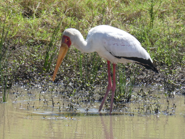 Stork