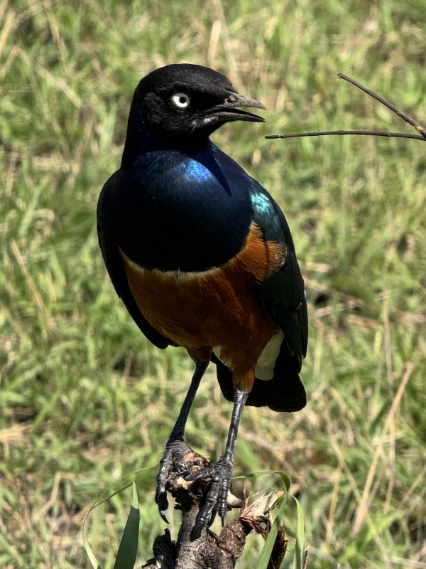 Superb Starling