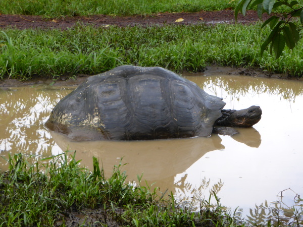 Giant Tortoise