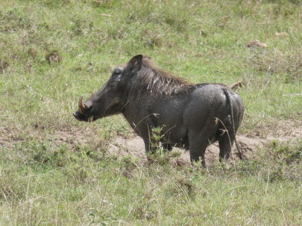 Warthog