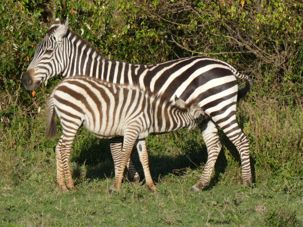 Zebras