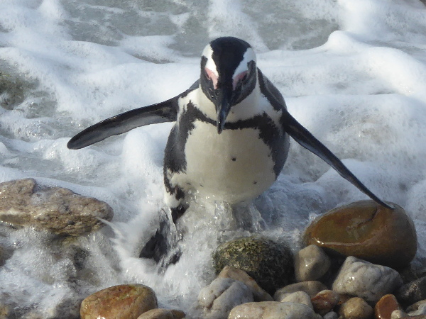 Penguin