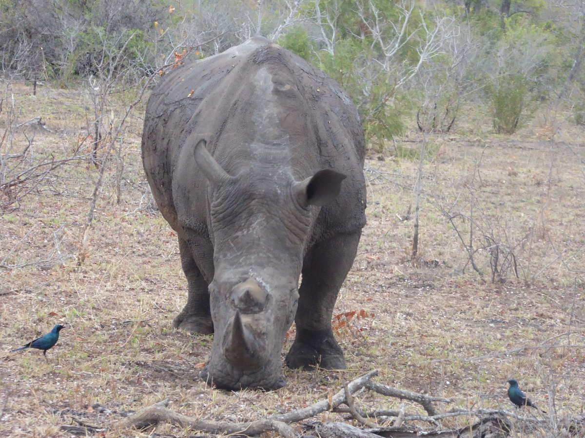 South Africa Travel Guide: Is It Safe and Worth Visiting?