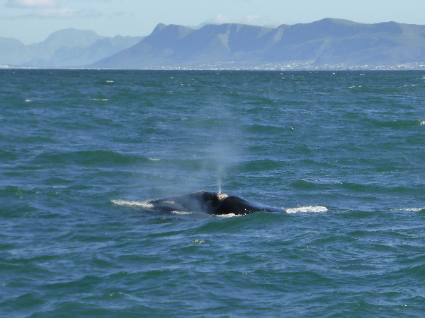 Whale
